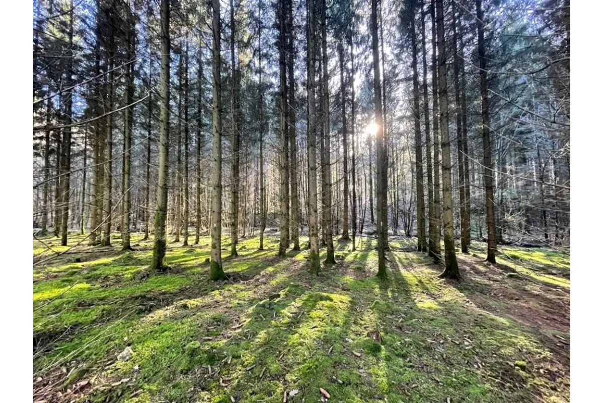 Bouwgrond te  in Brûly-de-Pesche 5660 103000.00€  slaapkamers m² - Zoekertje 661703